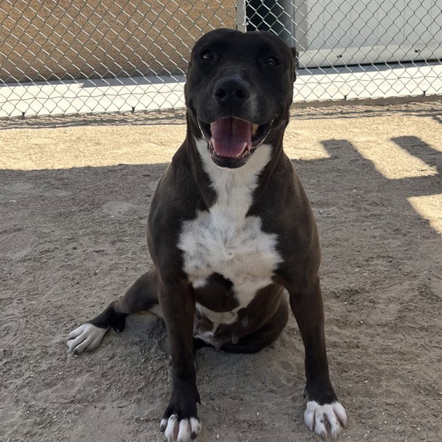 STELLA Image