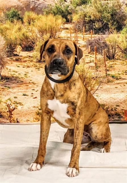 SANDY, an adoptable Boxer in Thousand Palms, CA