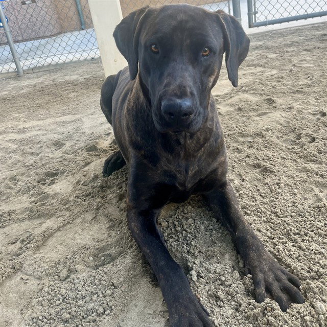 Mastiff
