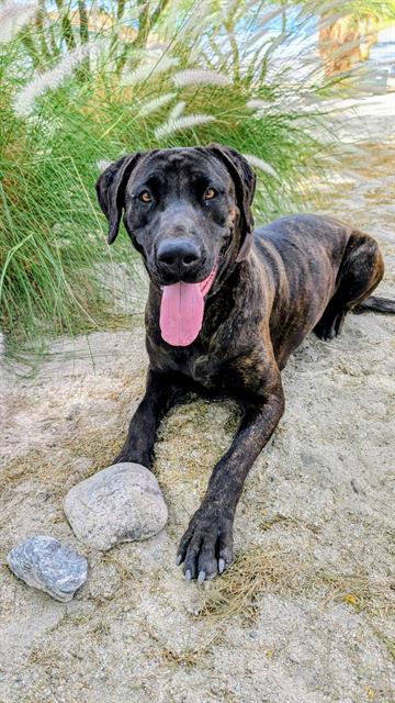 STAR, an adoptable Mastiff in Thousand Palms, CA