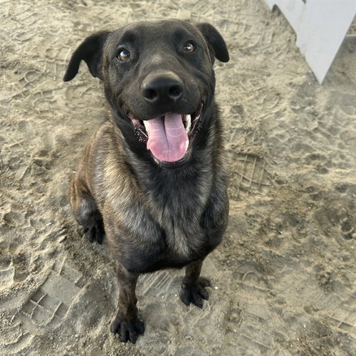 picture of the dog needing adoption