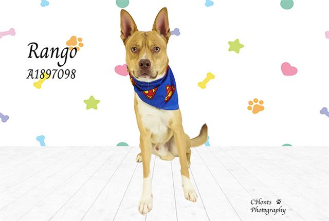 Rango