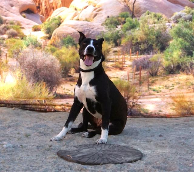 Pit Bull