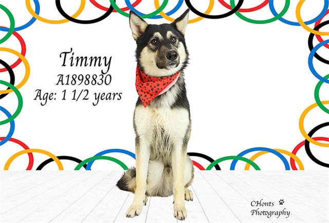 Siberian Husky