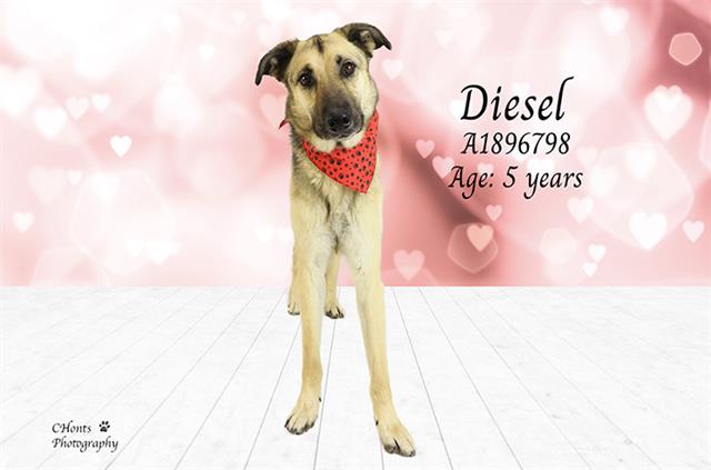 DIESEL Image