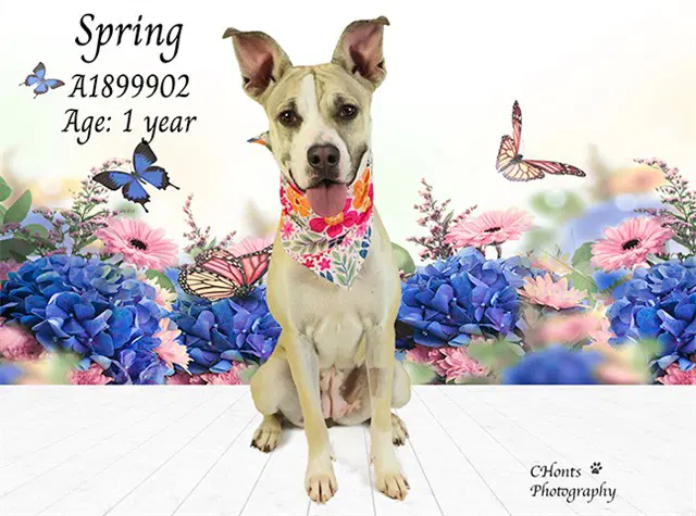 Spring - Pit Bull Terrier