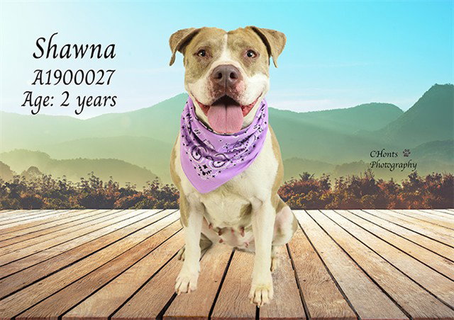 Pit Bull