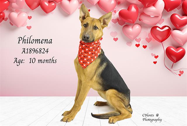 PHILOMENA