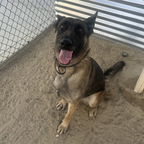 picture of the dog needing adoption