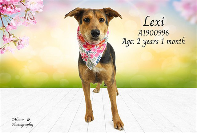 LEXI Image