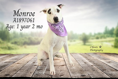MONROE, an adoptable Pit Bull Terrier in Thousand Palms, CA