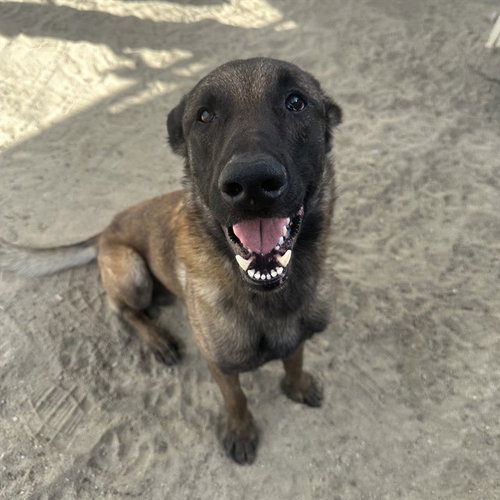 PANCHO, an adoptable Belgian Shepherd Malinois in Thousand Palms, CA