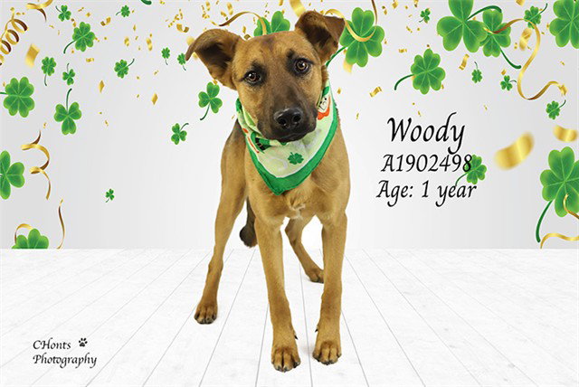 Woody