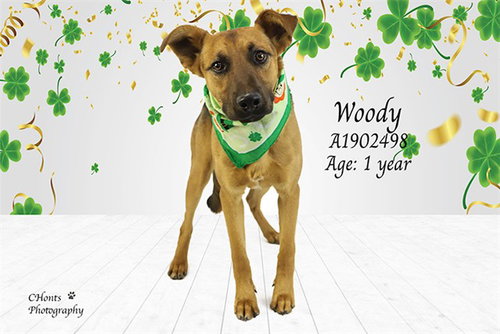 WOODY, an adoptable German Shepherd Dog in Thousand Palms, CA