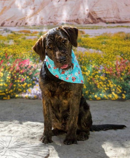 DOUGLAS, an adoptable Terrier in Thousand Palms, CA
