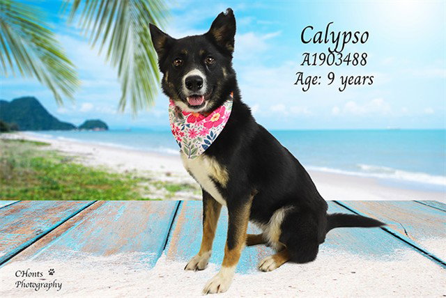 CALYPSO
