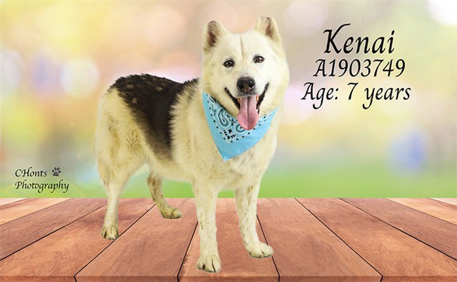 BAM Image