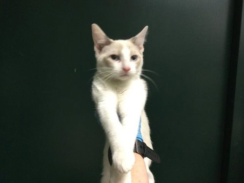 picture of the cat needing adoption