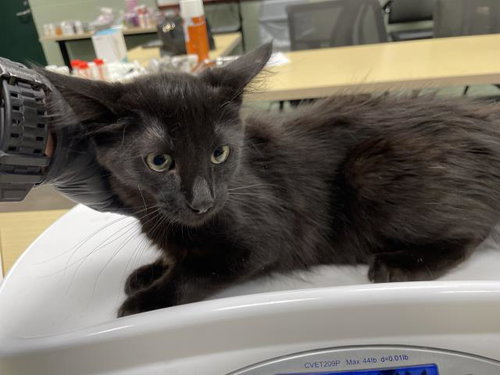 picture of the cat needing adoption