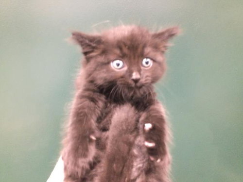 picture of the cat needing adoption