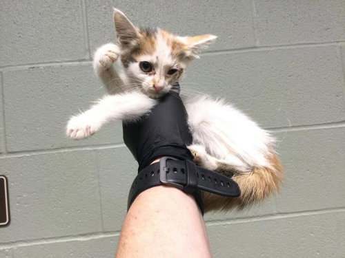picture of the cat needing adoption