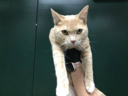 CHESTER, Adult Domestic Short Hair (medium coat), cat for adoption in Beaumont, California