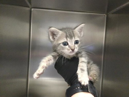 ANCHOVY - Domestic Short Hair available for adoption