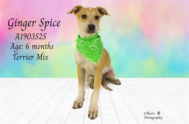 GINGER SPICE Image