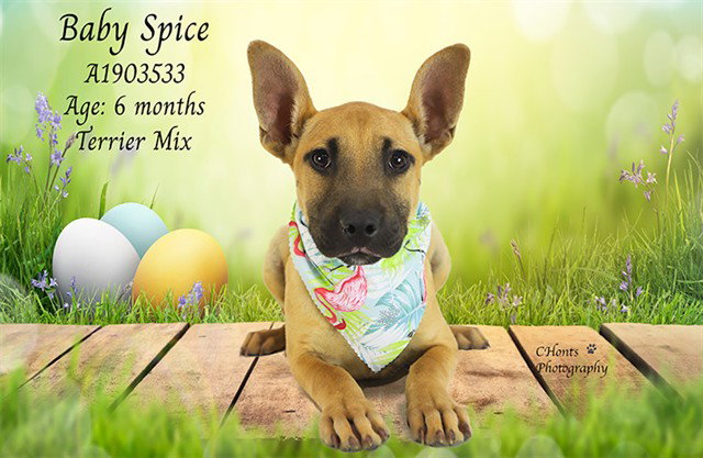 BABY SPICE Image