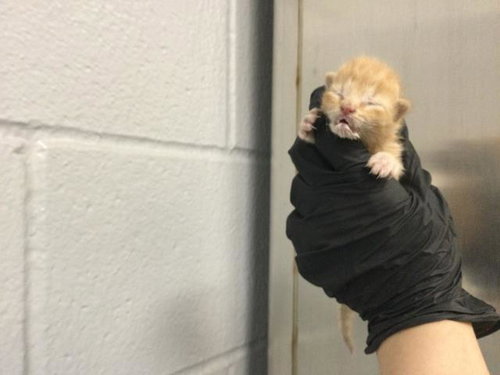 A1905327, Baby Domestic Short Hair (medium coat), cat for adoption in Beaumont, California