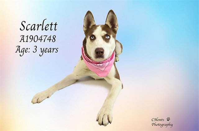 SCARLETT Image