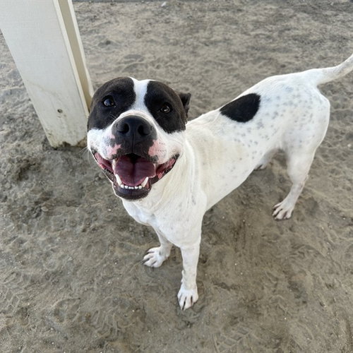 picture of the dog needing adoption