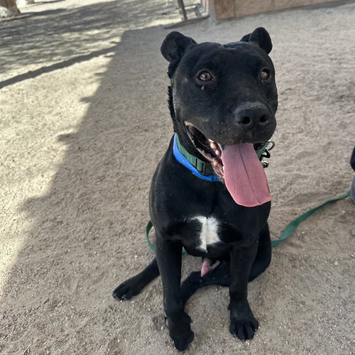 ZEPPELIN, an adoptable Pit Bull Terrier in Thousand Palms, CA