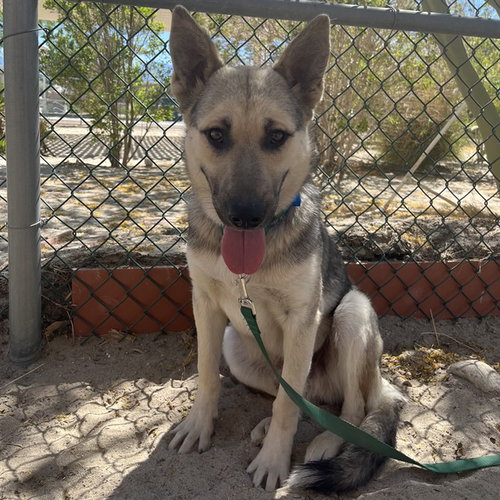 picture of the dog needing adoption