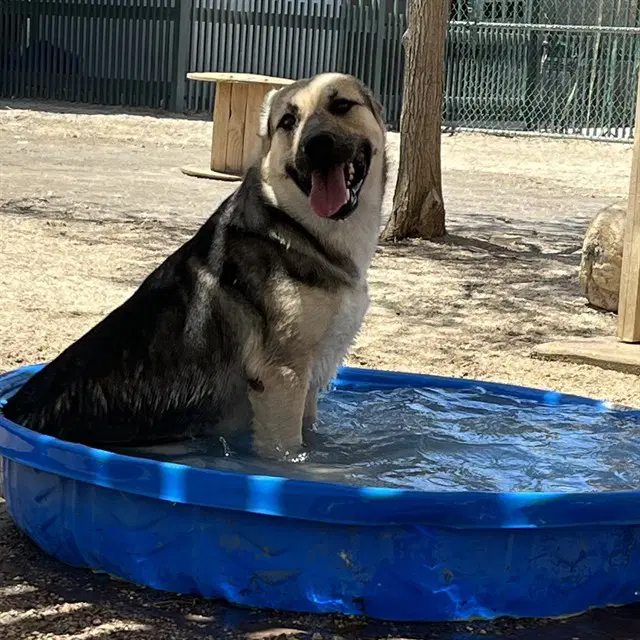 Paul - German Shepherd Dog