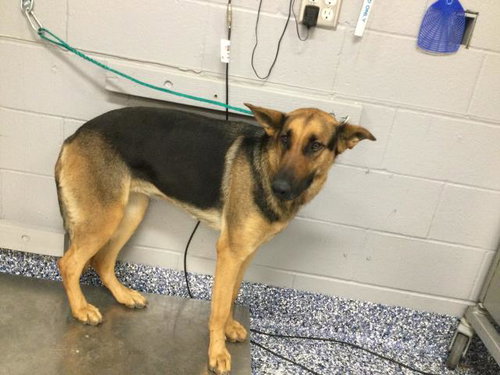 JULES - German Shepherd Dog available for adoption