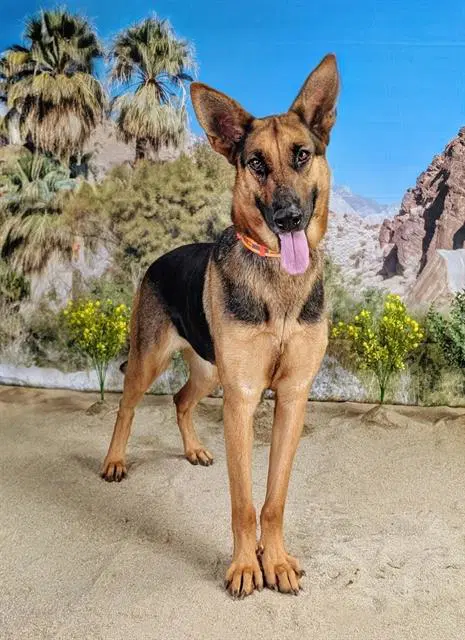 Jules - German Shepherd Dog