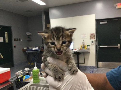 A1906714, Baby Domestic Short Hair (medium coat), cat for adoption in Beaumont, California