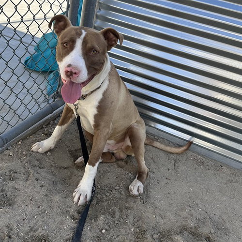 ZED, an adoptable Pit Bull Terrier in Thousand Palms, CA