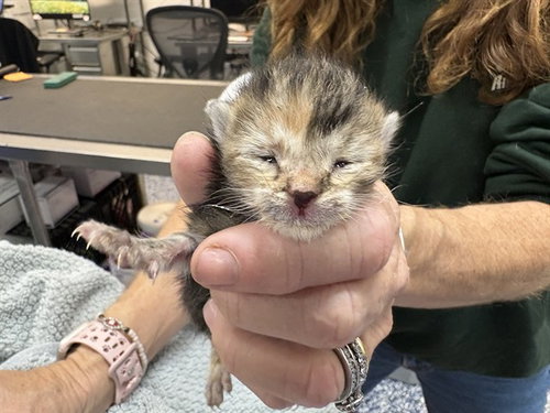 MAEVE, Baby Domestic Short Hair (medium coat), cat for adoption in Beaumont, California