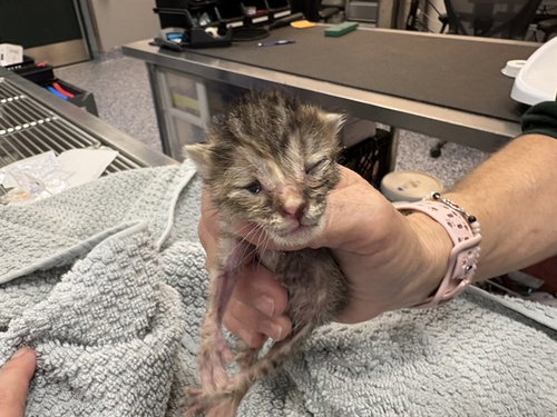 LIAM, Baby Domestic Short Hair (medium coat), cat for adoption in Beaumont, California