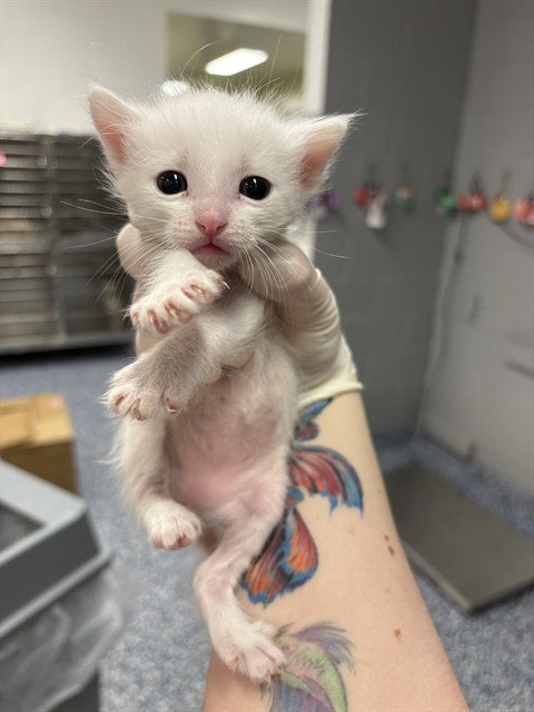 A1907014 - Domestic Short Hair available for adoption