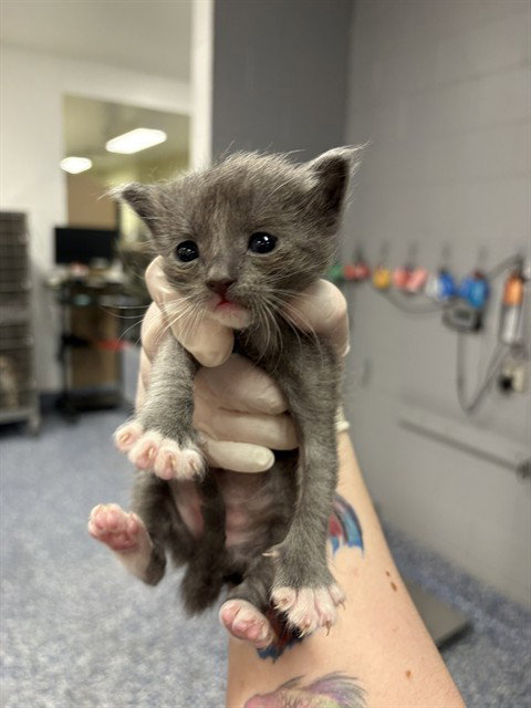 A1907015 - Domestic Short Hair available for adoption