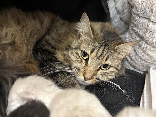 picture of the cat needing adoption