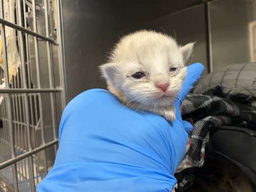 BUMBLE, Baby Domestic Short Hair (medium coat), cat for adoption in Beaumont, California
