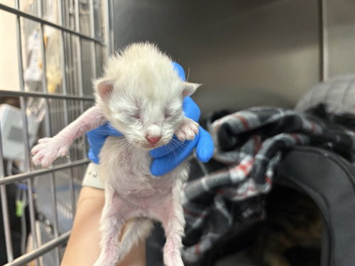 NECTAR, Baby Domestic Short Hair (medium coat), cat for adoption in Beaumont, California