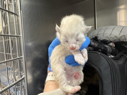 BUZZ, Baby Domestic Short Hair (medium coat), cat for adoption in Beaumont, California