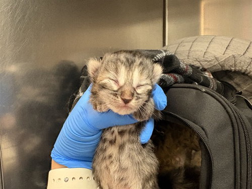 BLOOM, an adoptable Domestic Short Hair in Thousand Palms, CA