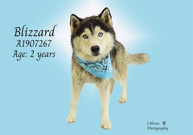 BLIZZARD Image