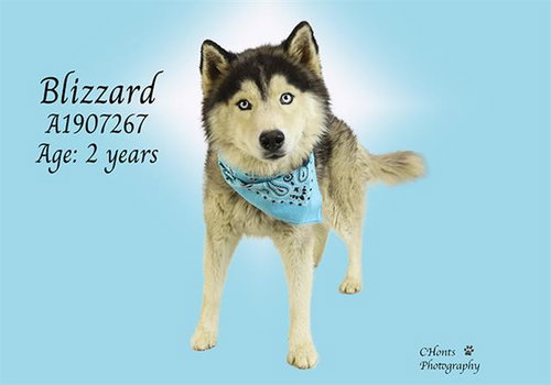 BLIZZARD - Husky available for adoption